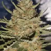 gelato auto01