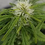 purple haze auto 01