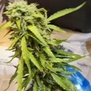 sherbet queen01