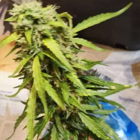 sherbet queen01