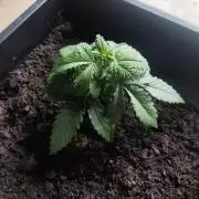 purple haze auto 01