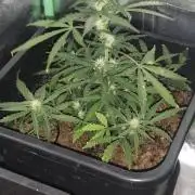 gelato auto01