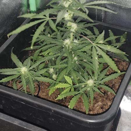 gelato auto01