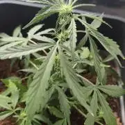 gelato auto01