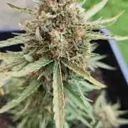 gelato auto01