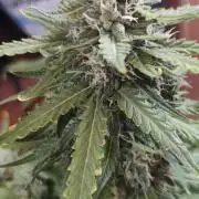 sherbet queen01