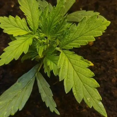 gelato auto01