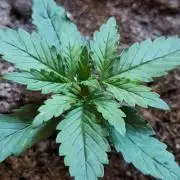 purple haze auto 01