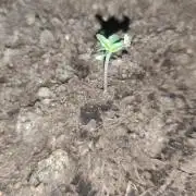 purple haze auto 01