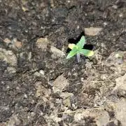 gelato auto01