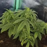 purple haze auto 01