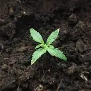 gelato auto01