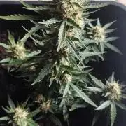 gelato auto01