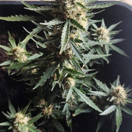 gelato auto01