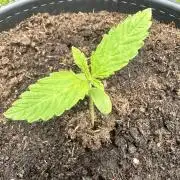 The journey to the rainbow