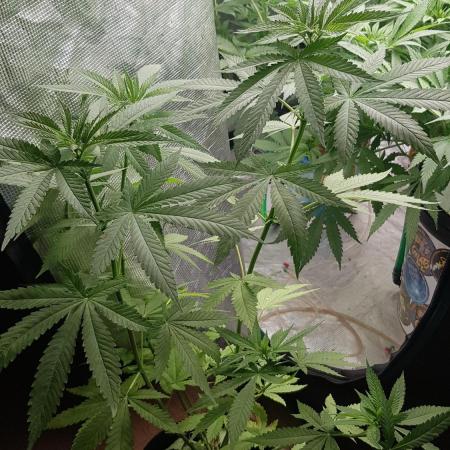 Zkittlez