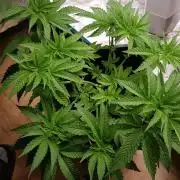 Papaya stank