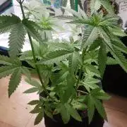 Zkittlez