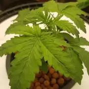 Banana fumez