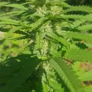 Zkittlez