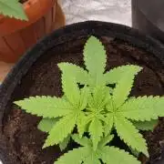 Zkittlez