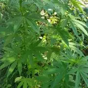 Zkittlez