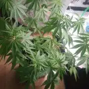 Papaya stank