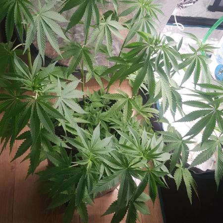 Papaya stank