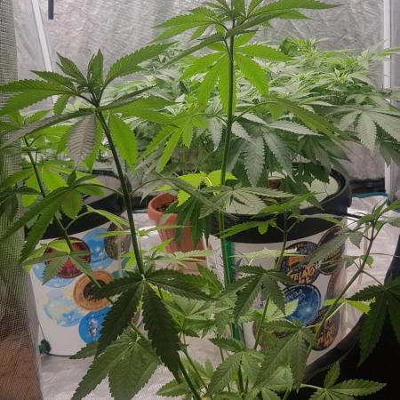Zkittlez