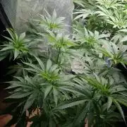 Papaya stank