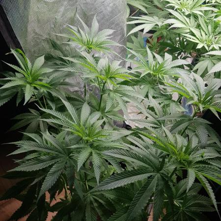 Papaya stank