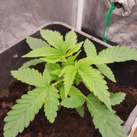 Papaya stank