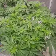 Banana fumez