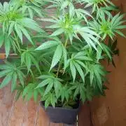 Papaya stank