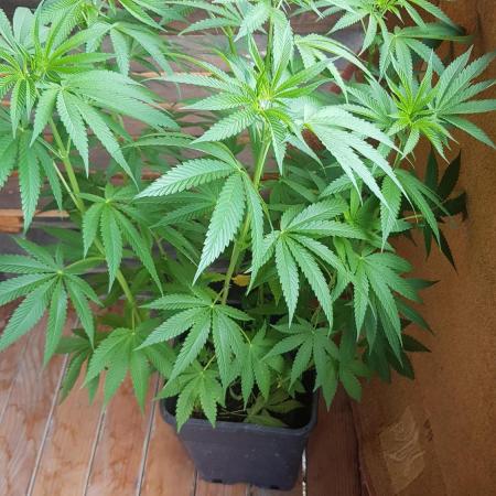 Papaya stank