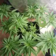 Papaya stank