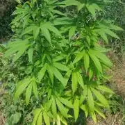 Zkittlez