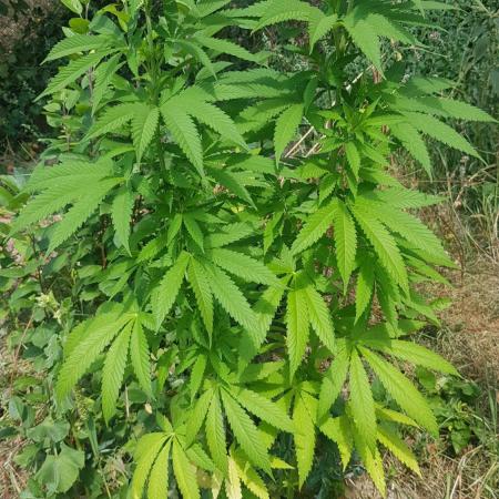 Zkittlez