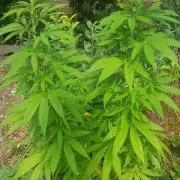Zkittlez