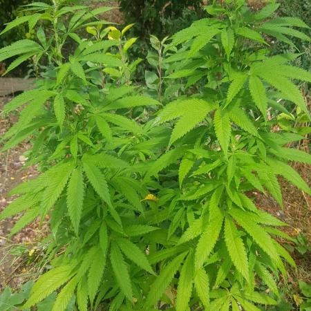 Zkittlez