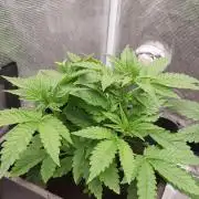 Papaya stank