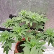 Blackwater