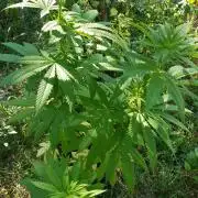 Zkittlez