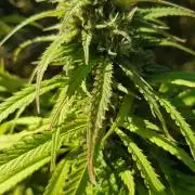 Zkittlez