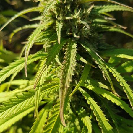 Zkittlez