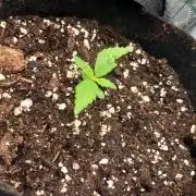 1 small outdoor plant