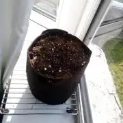 1 small outdoor plant