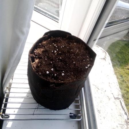 1 small outdoor plant