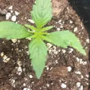 1 small outdoor plant