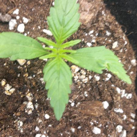1 small outdoor plant